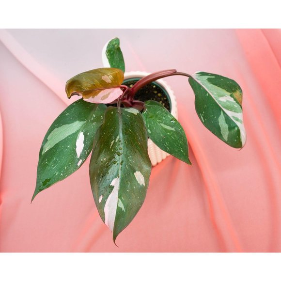 Pink Princess Philodendron 4" US Seller | RARE Pot - Picture 4 of 4